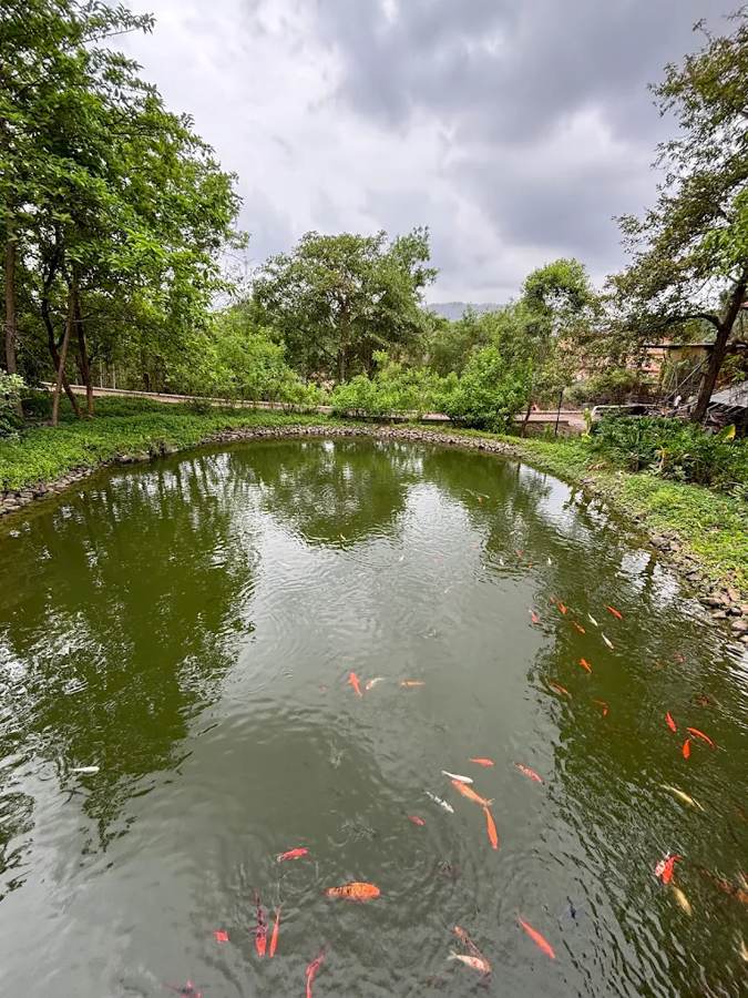Koi Pond, Govardhan Eco Village